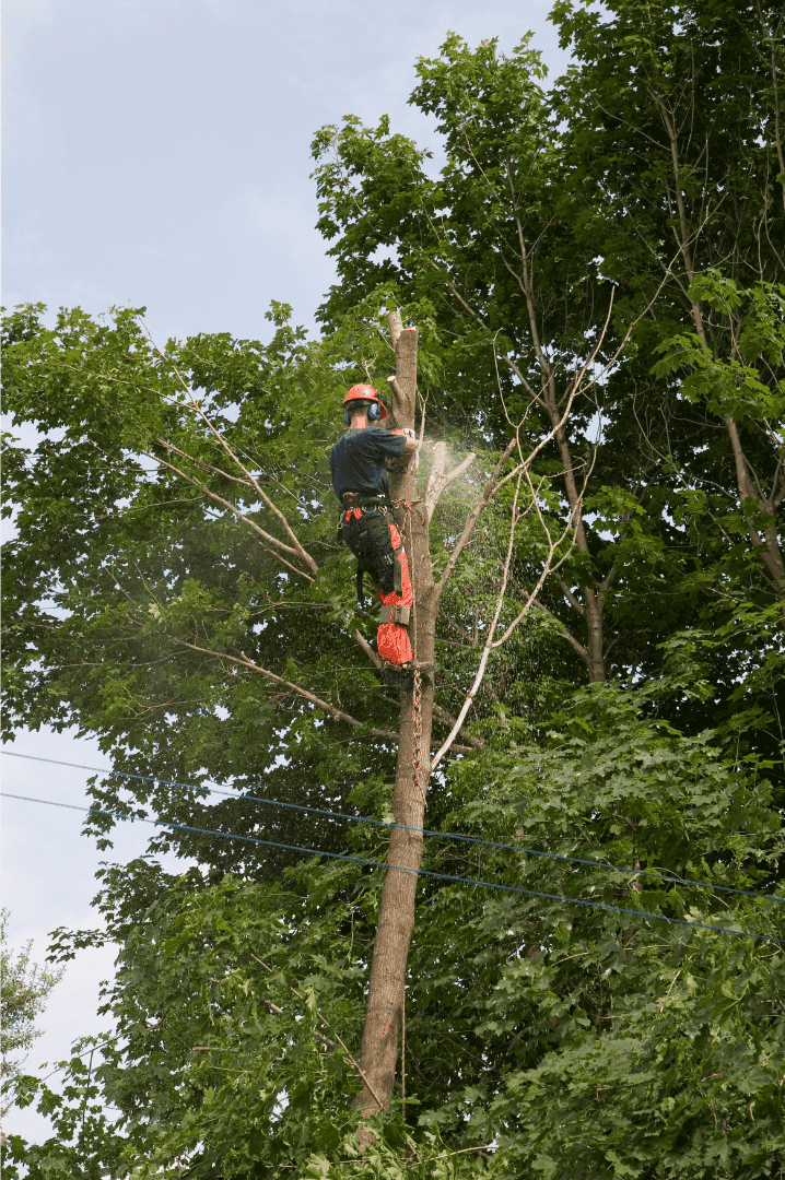 High end tree trimming