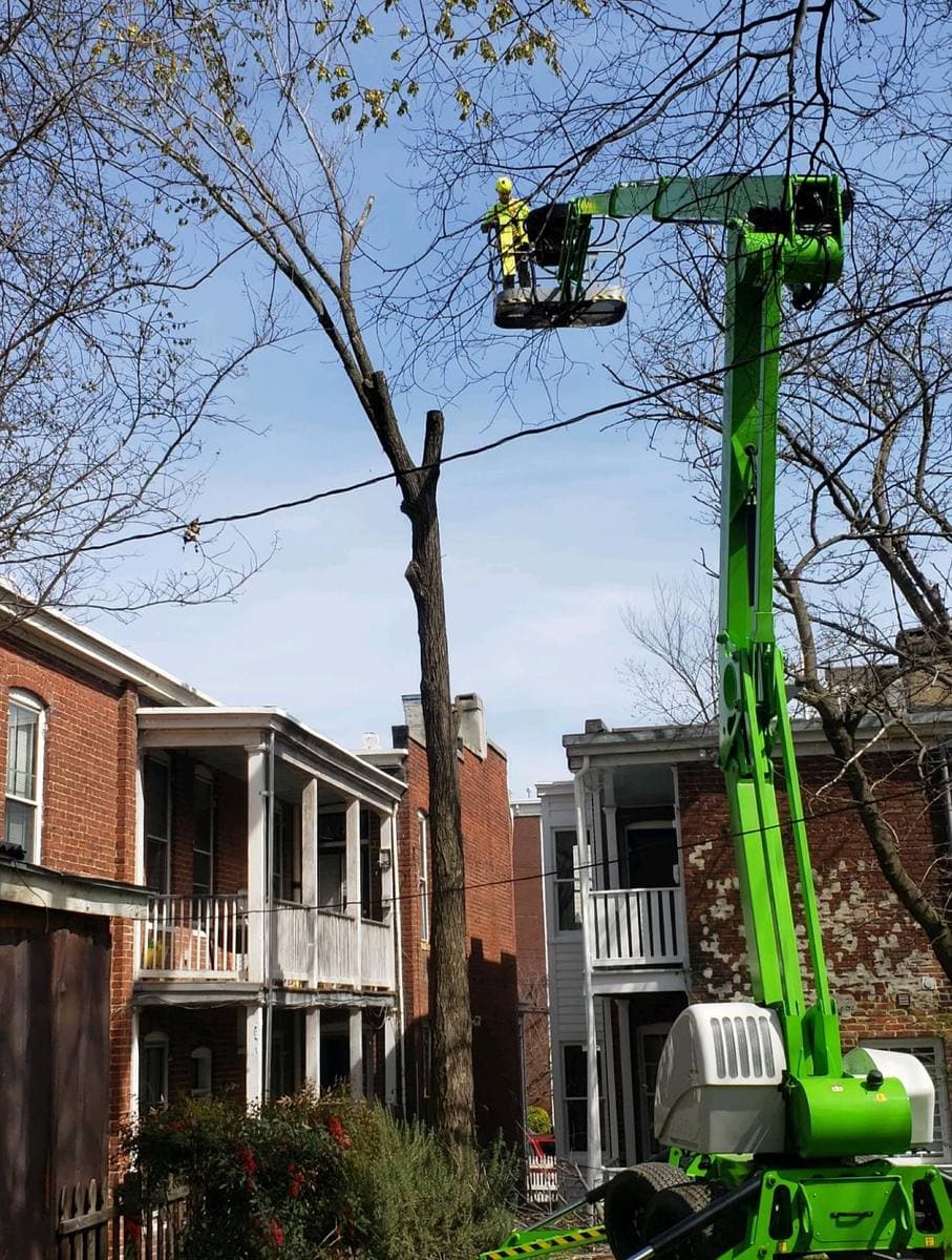 Spider lift set up to take down a tree between townhouses.