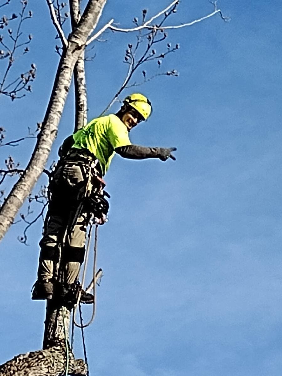 Climber high in a bare canopy directing the drop.
