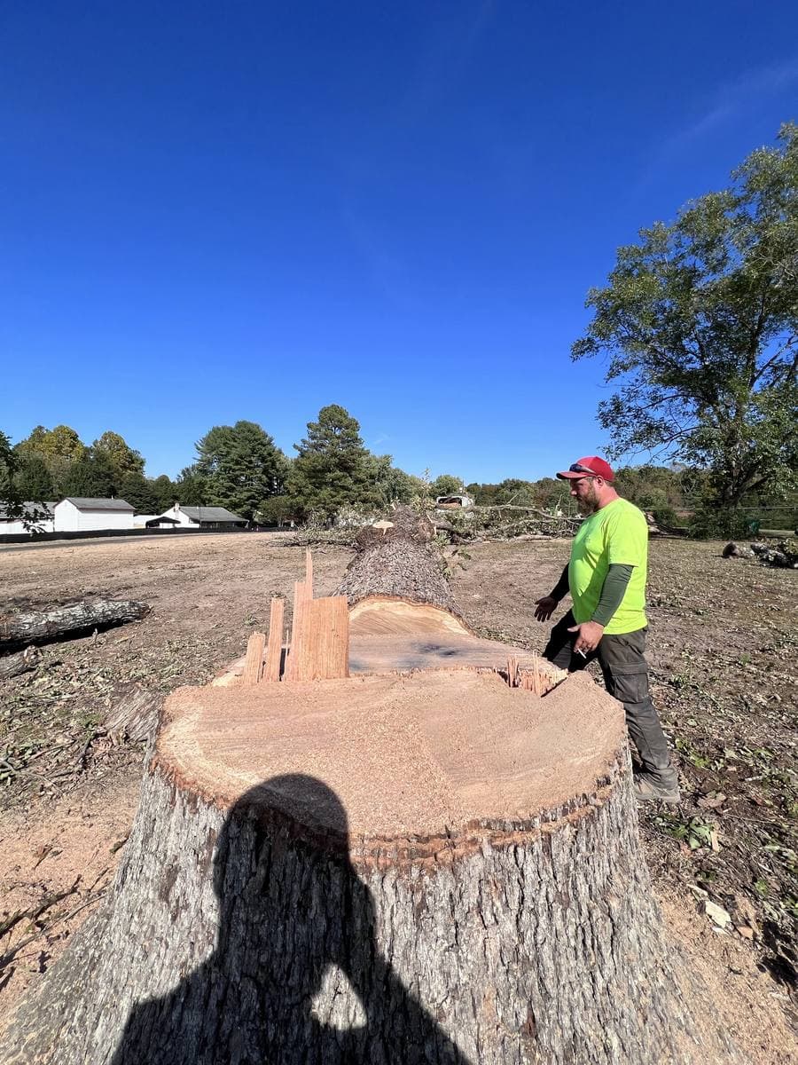 A freshly cut stump the width of a crew member's reach.