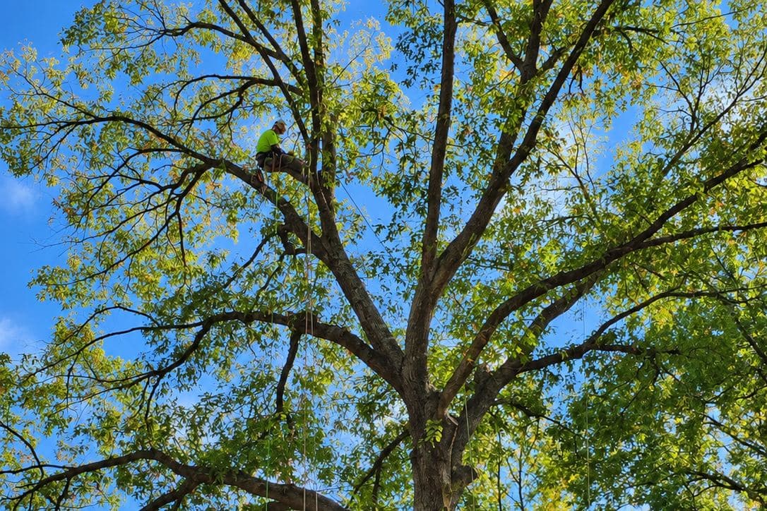 Arborist trimming a tree from a bucket truck for Conner Tree Service in Quinton, Virginia.